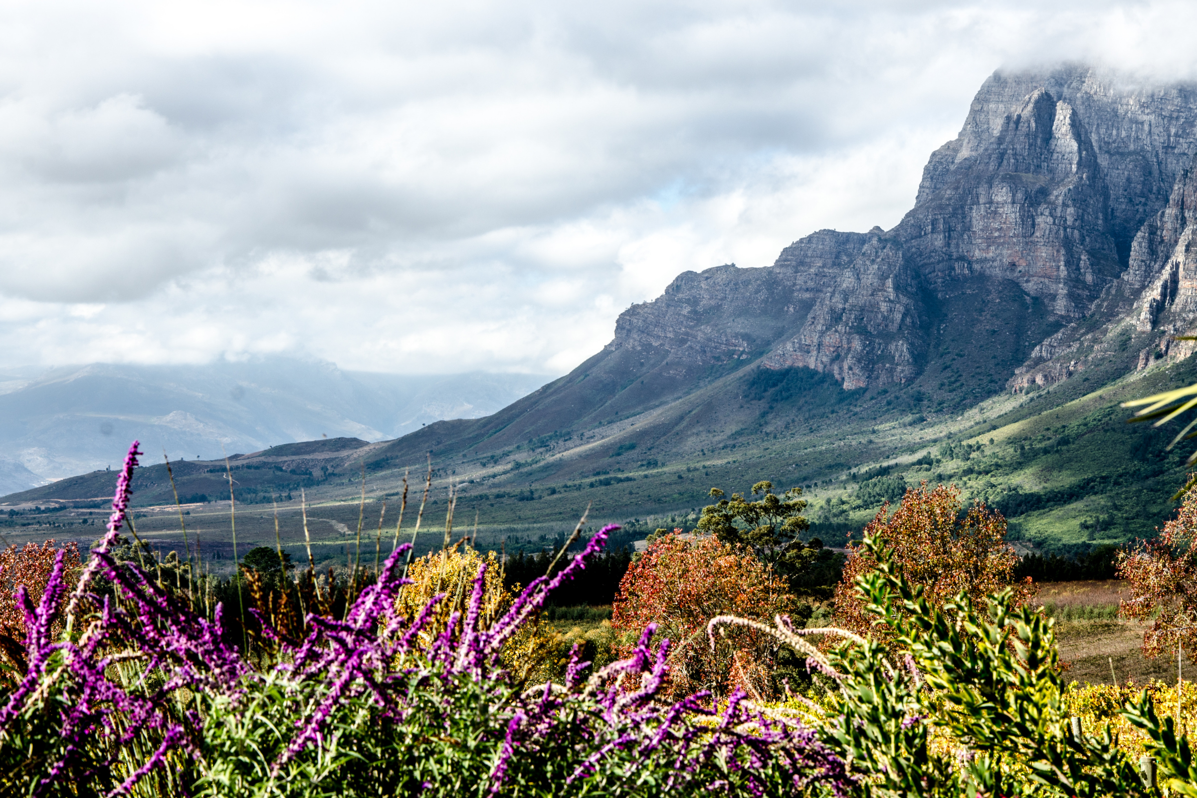 stellenbosch (4).webp